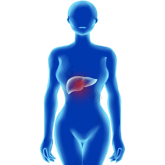 科技人体内脏肝脏图片