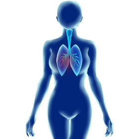 科技人体内脏肺部