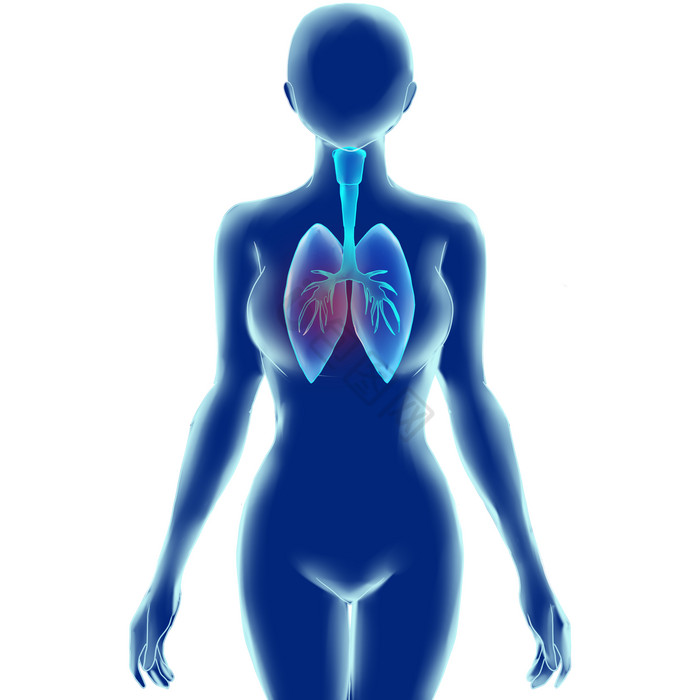 科技人体内脏肺部图片
