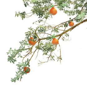 挂在枝头的生鲜橘子元素