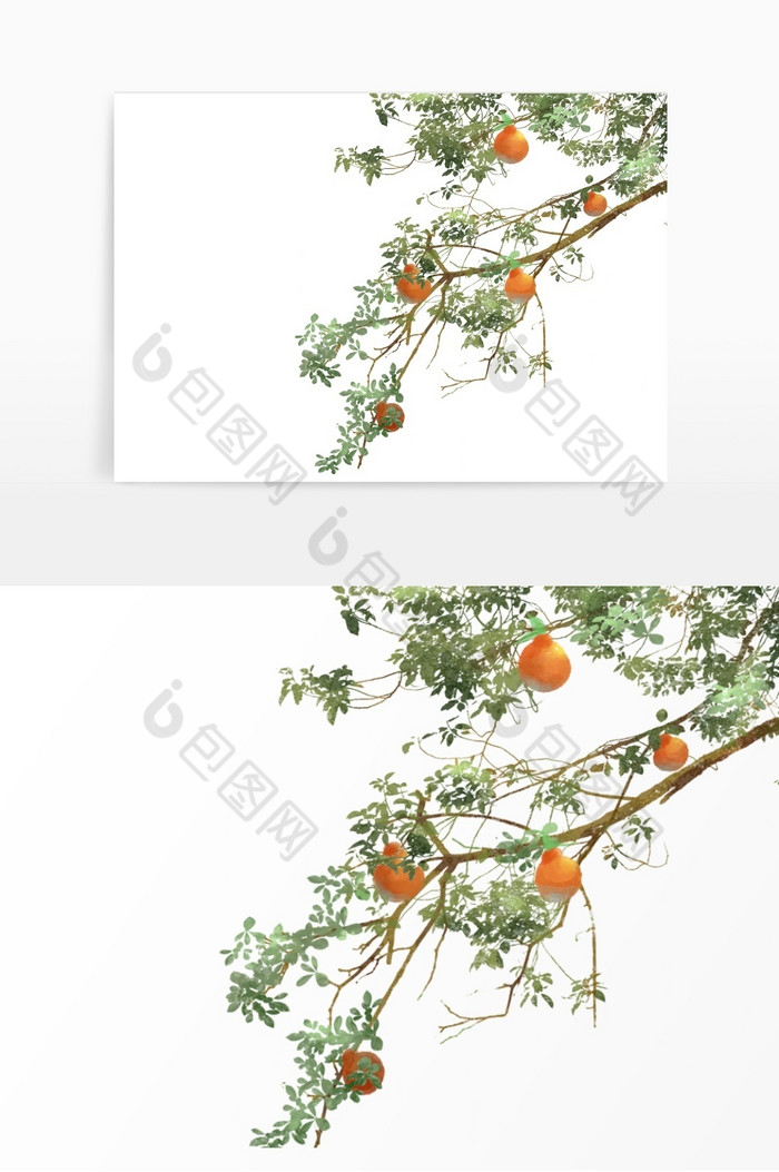 挂在枝头的生鲜橘子图片图片