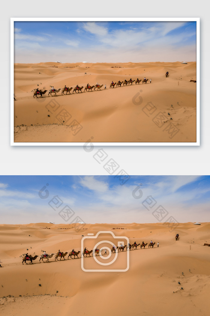 大气宁夏中卫腾格里沙漠骆驼队