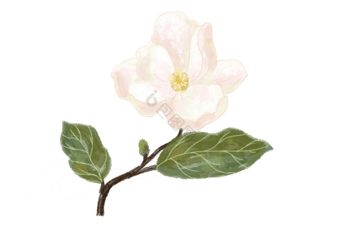 一枝花图片-一枝花素材免费下载-包图网