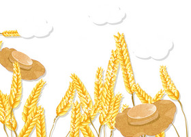 夏季芒种小麦麦田