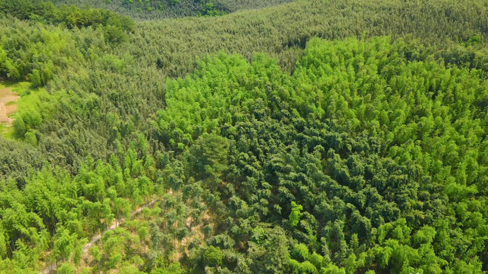 4K航拍重庆百里竹海竹林