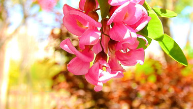 实拍视频香花槐开花