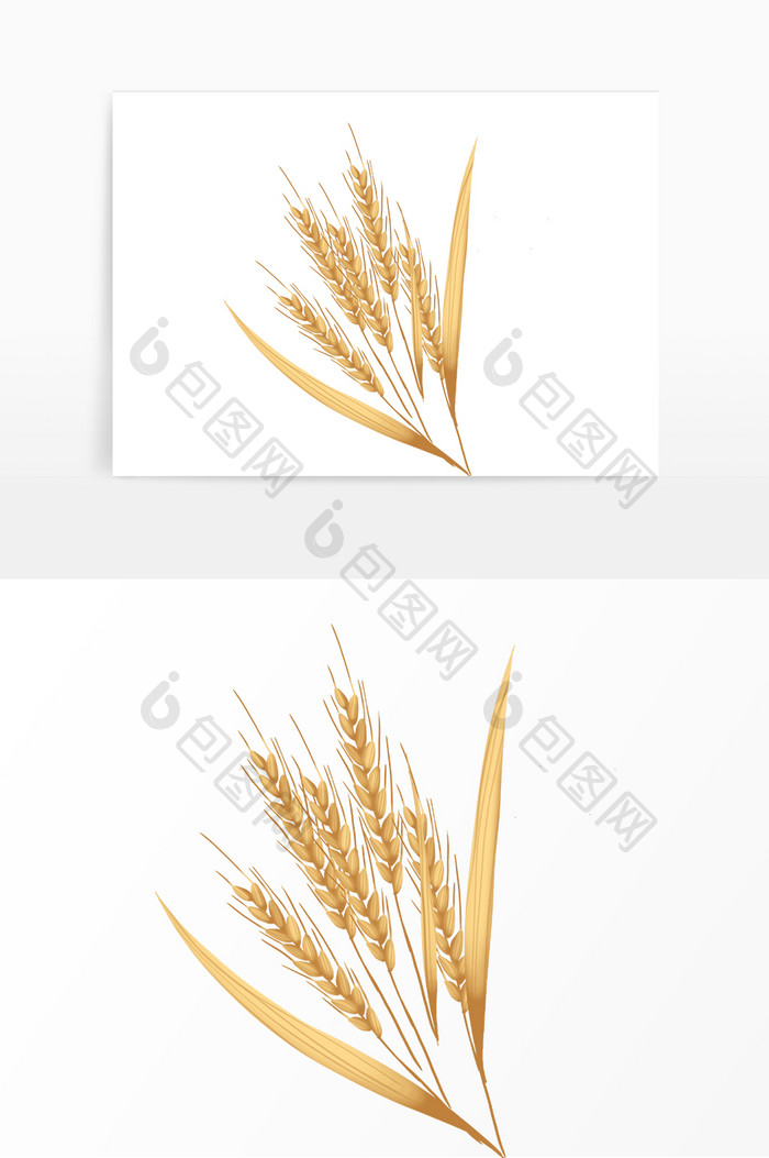 夏季芒种小麦麦穗