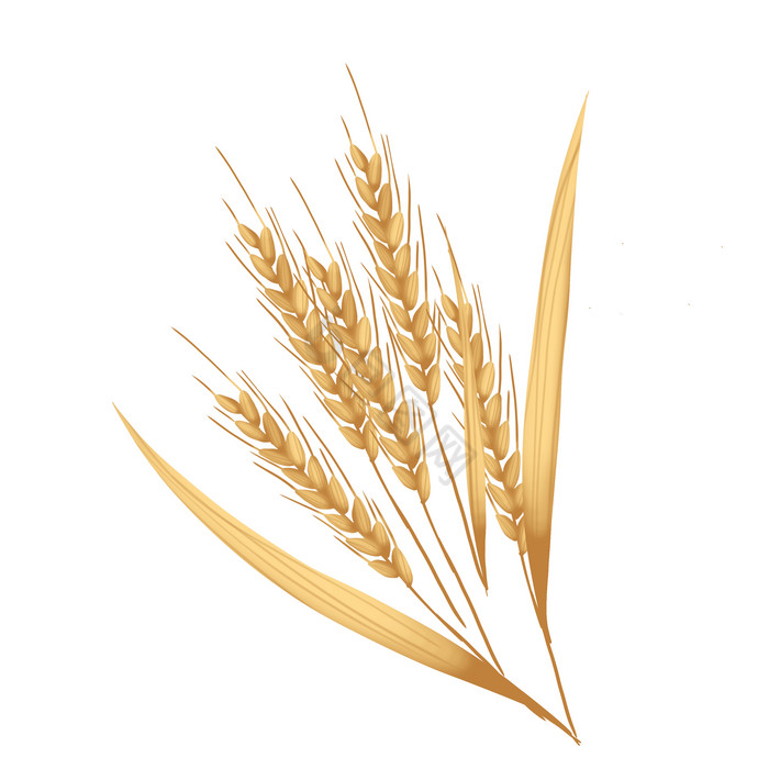 夏季芒种小麦麦穗图片