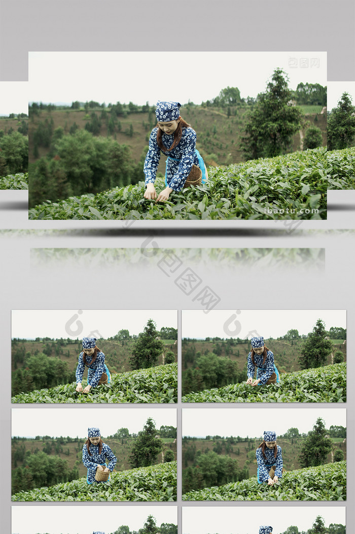 4k实拍茶园采茶女采茶