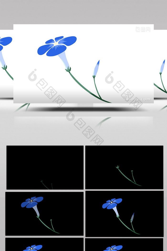 简约扁平画风植物类牵牛花mg动画