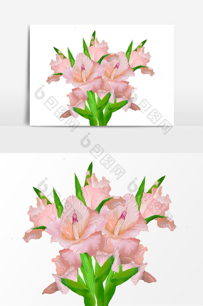 唐菖蒲花植物图片图片