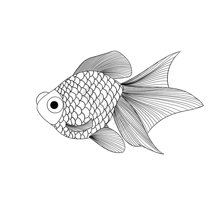 线描素描动物小鱼图片