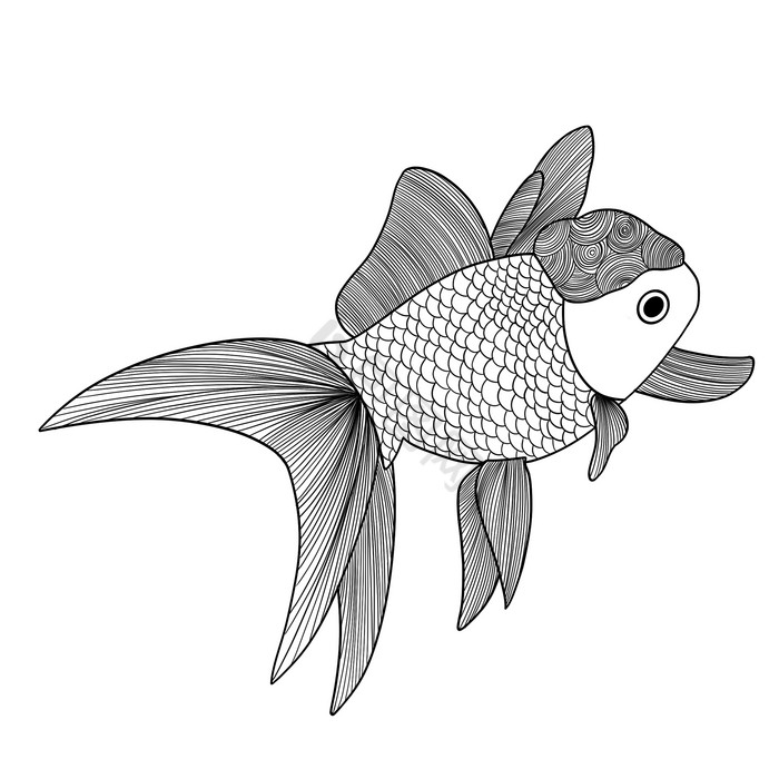 线描素描动物金鱼图片