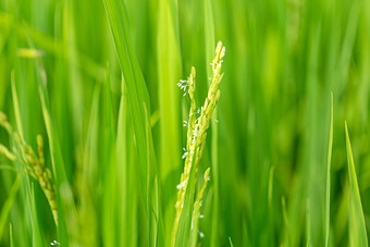 抽穗的禾苗稻田