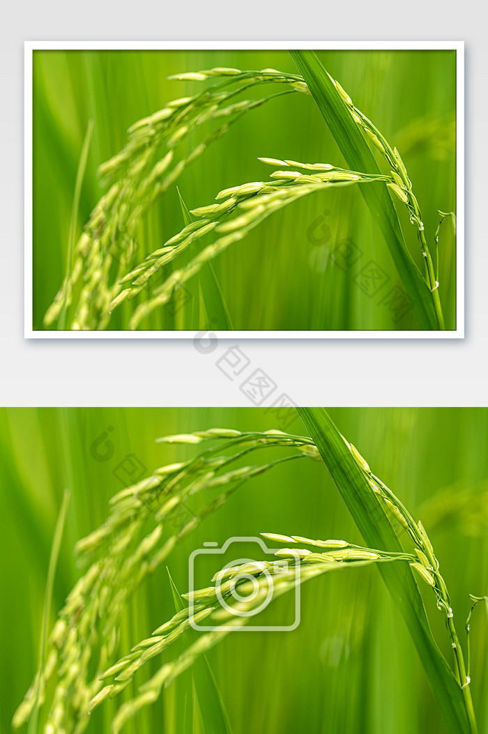 稻穗稻谷水稻禾苗图片图片