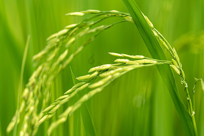 稻穗稻谷水稻禾苗图片