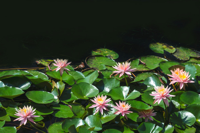 睡莲莲花夏节气海报素材图片