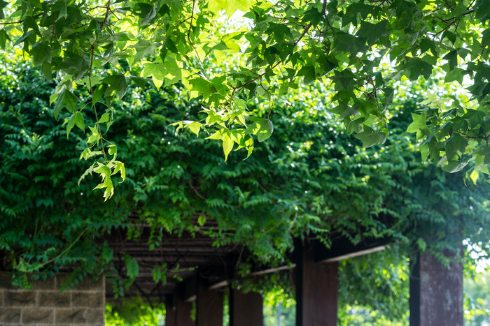 夏季清凉绿色藤蔓背景图片