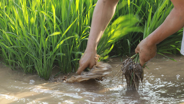 行业职业插秧农民水稻丰收种植业