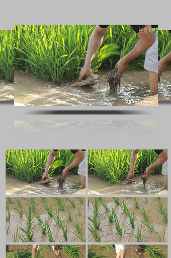 行业职业插秧农民水稻丰收种植业图片
