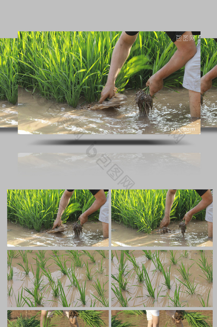 行业职业插秧农民水稻丰收种植业