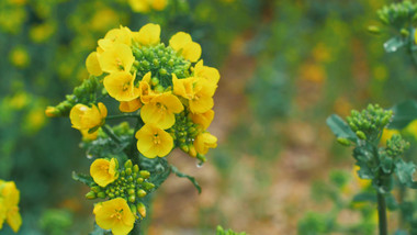 实拍4K下雨后油菜花水珠露水露珠视频素材