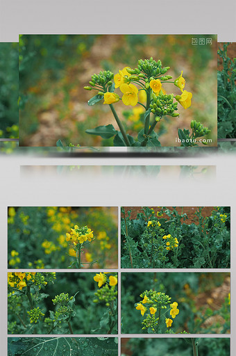 实拍4K下雨后油菜花水珠露水露珠视频素材图片