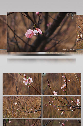 实拍4K雨后清晨桃花林盛开花朵带水珠视频图片