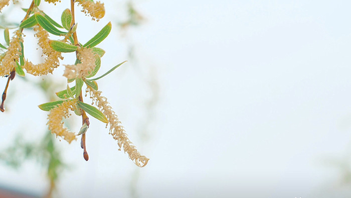 实拍4K春天柳树发芽柳絮植物垂柳视频素材