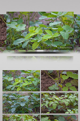 有机大豆种植实拍视频图片