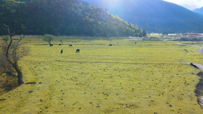 4K航拍唯美高原牧场牦牛牲畜