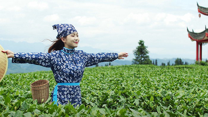 4K实拍采茶女在茶园奔跑视频素材