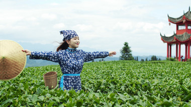 4K实拍采茶女在茶园奔跑视频素材