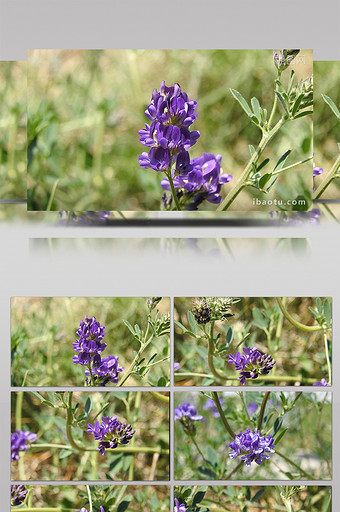 实拍视频紫花苜蓿图片
