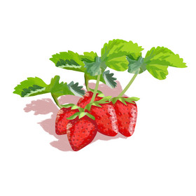 手绘新鲜有机美味水果插画草莓元素