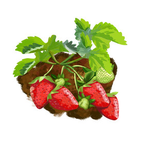 手绘新鲜有机水果插画草莓生鲜