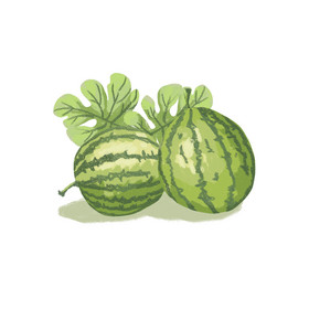 手绘新鲜绿色有机水果插画西瓜生鲜