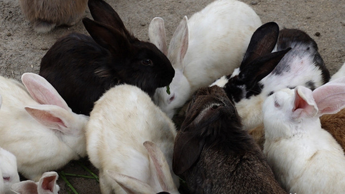 一大群吃草的兔子