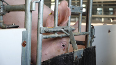 三农养猪行业喂猪实拍养殖素材