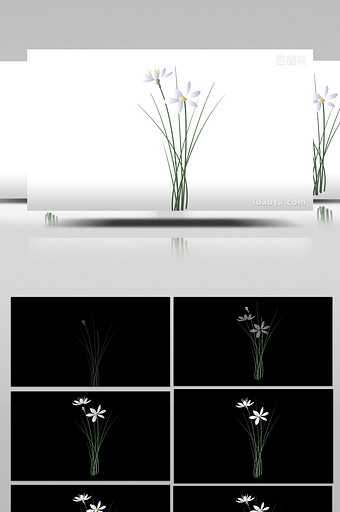 简约扁平画风自然植物类葱兰mg动画图片