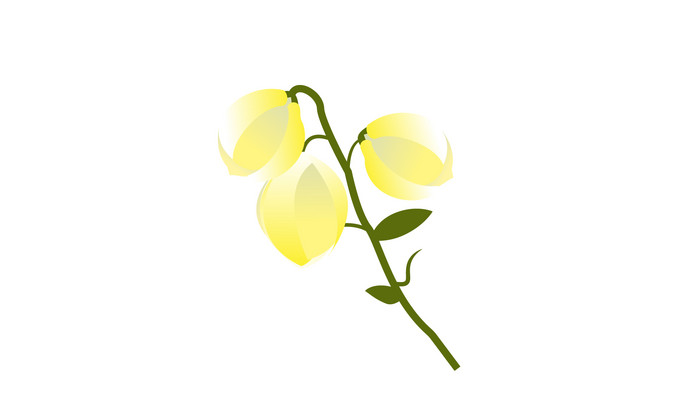 简约扁平画风植物类凤尾丝兰mg动画