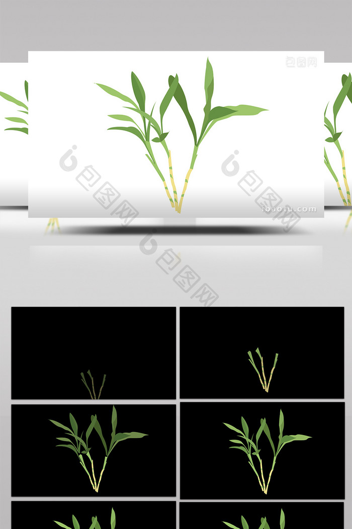 简约扁平画风植物类富贵竹mg动画