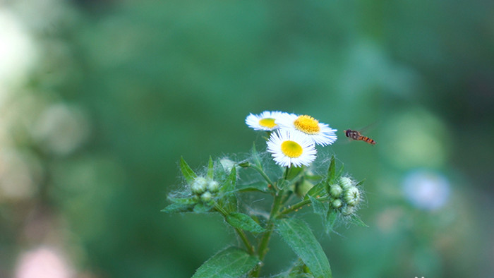 小蜜蜂采蜜小白花自然风景