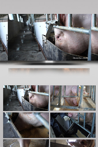 养猪场专业饲喂母猪公猪吃料图片