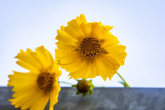 夏天的花朵 迎风飞舞的花朵 黄色的花朵图片