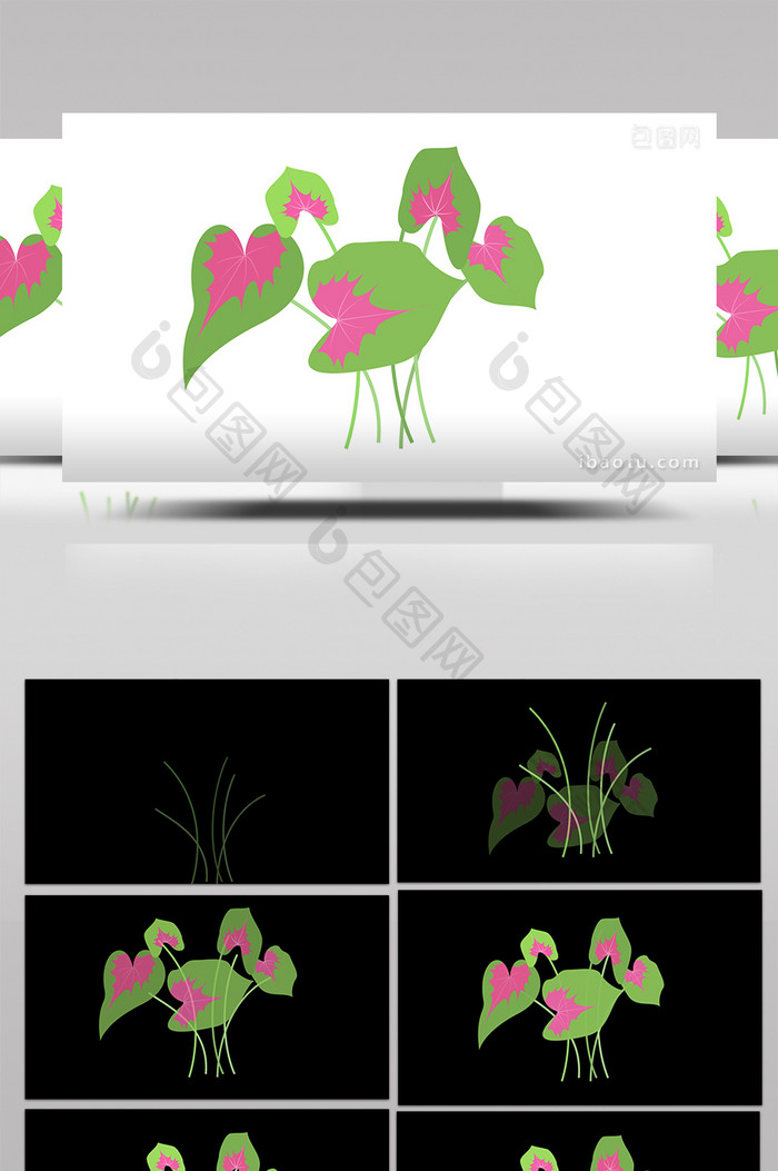 简约扁平画风植物类花叶芋mg动画