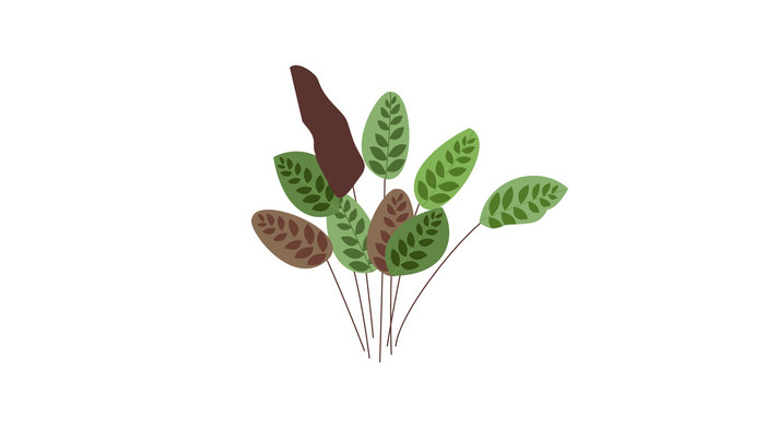 简约扁平画风植物类孔雀竹芋mg动画