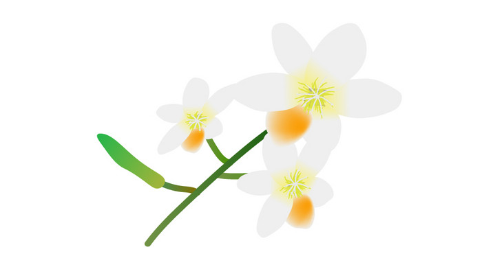 简约扁平画风植物类小苍兰mg动画