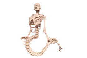 人体结构骨骼组织解刨变异种族