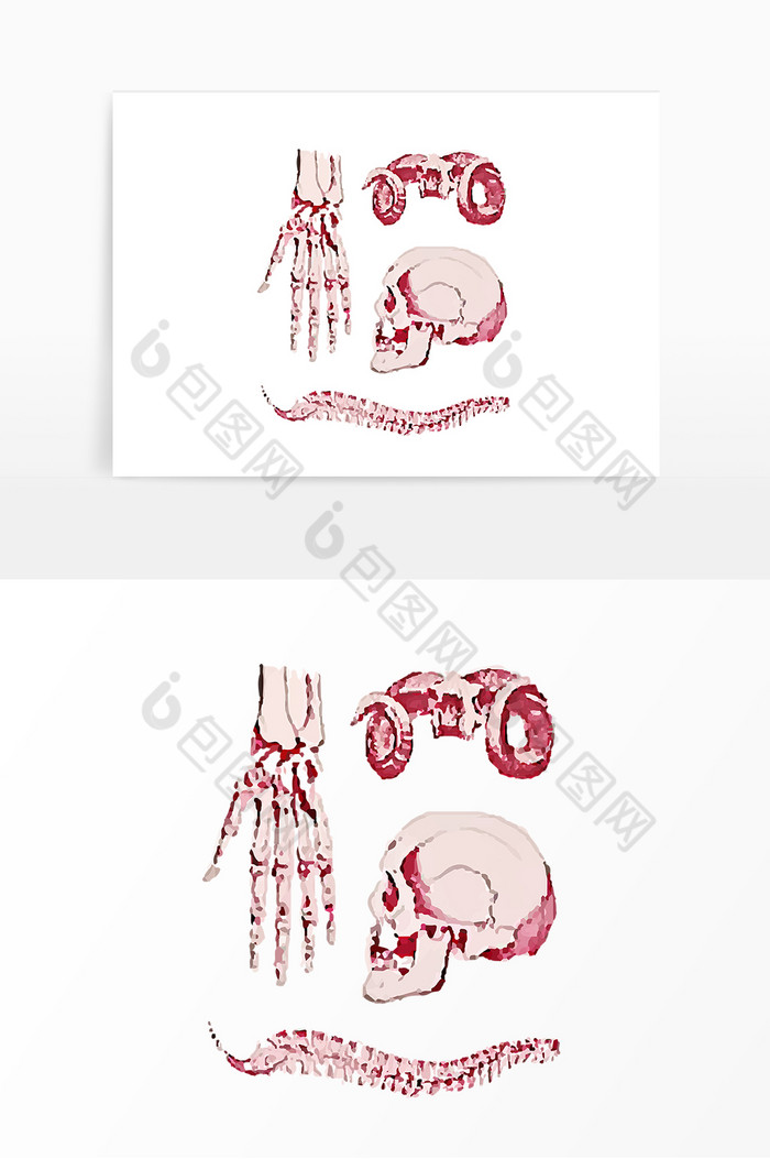 骨骼结构组织关系组合解刨图图片图片